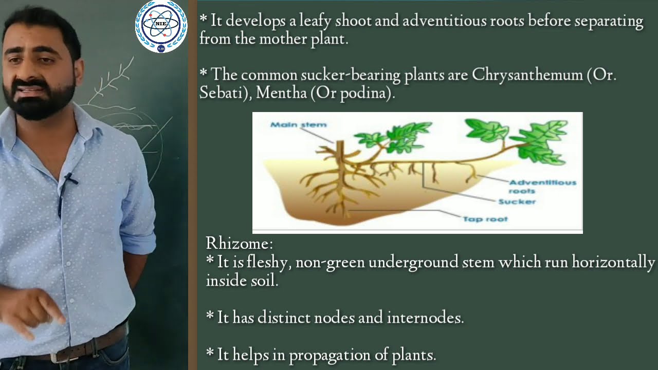 Modification of Stem (Underground Stem) Lecture 06 YouTube