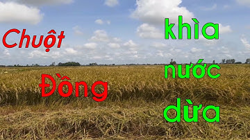 #đôngkhangvlogs #ẩmthực  Chuột đồng khìa nước dừa. Đặc sảng miền tây