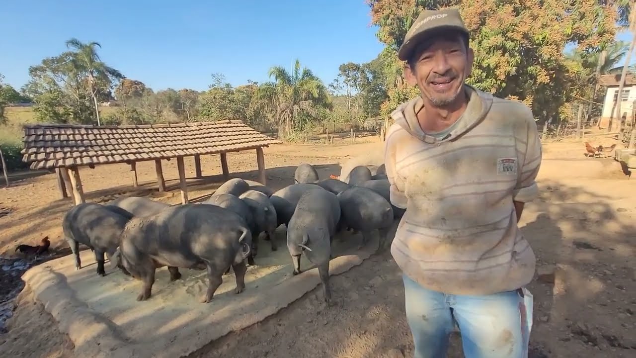 ENSINANDO COMO ALIMENTAR OS PORCOS saudável