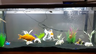 Setting up a 55 Gallon Fish Tank