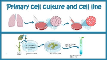 Primary Cell culture and cell line | Cell culture basics