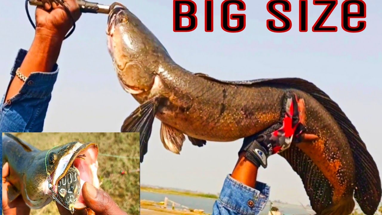 Fish Catching | River Fishing Videos | Murrel Machli Ka Shikar | Sneakheed Fishing