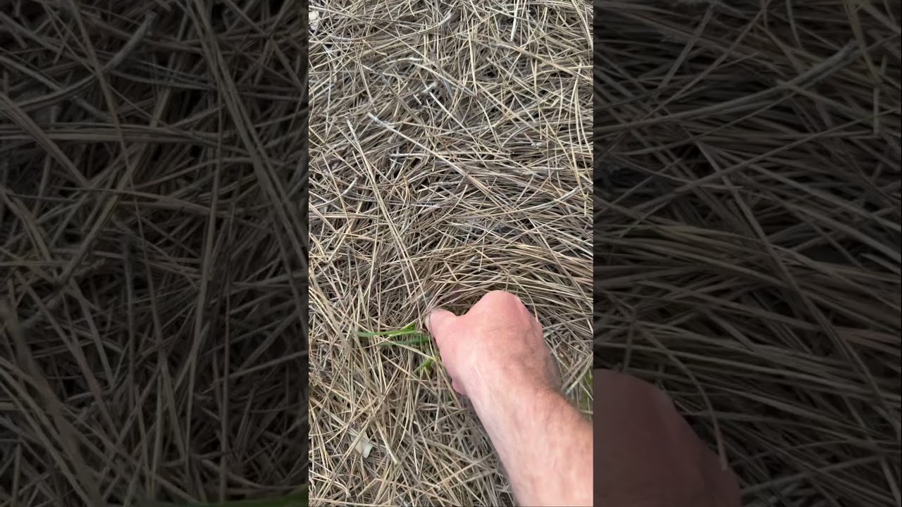 Best Way to Kill Weeds