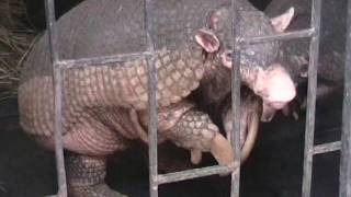 Giant Armadillo and why they should be celebrated in Hispanic heritage month