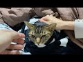 凶暴猫を嫁が撫でている時に俺が触った結果...