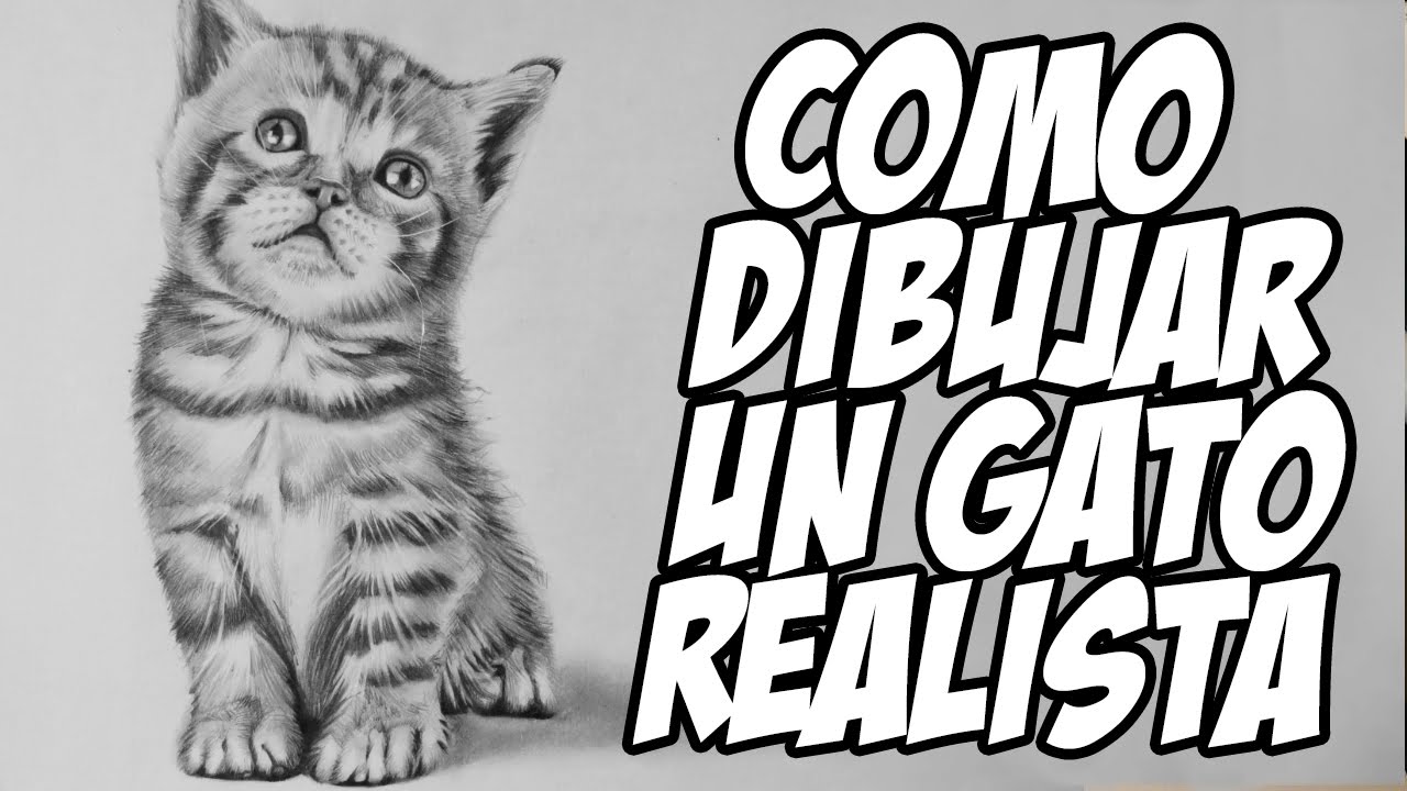 Como Dibujar un Gato Bebe Realista - Como Dibujar Pelo Animal - thptnganamst.edu.vn