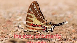 Información The Story of the Butterfly (Struggle 🦋) Actualización