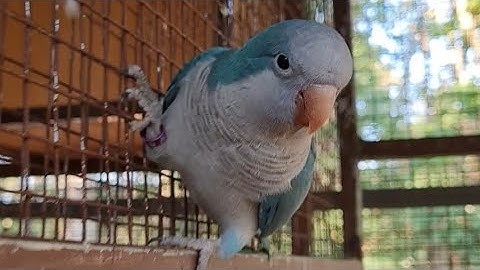 Monk Parakeet Breeding