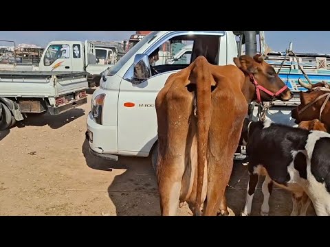 سوق العدنانية اليوم 2025 10 20 سوق البقر اللجبة والعشار والوالدة والبكيرة والحليب