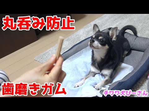 How to use toothpaste gum for a dog to prevent her from swallowing it whole | Chihuahua Pino-san