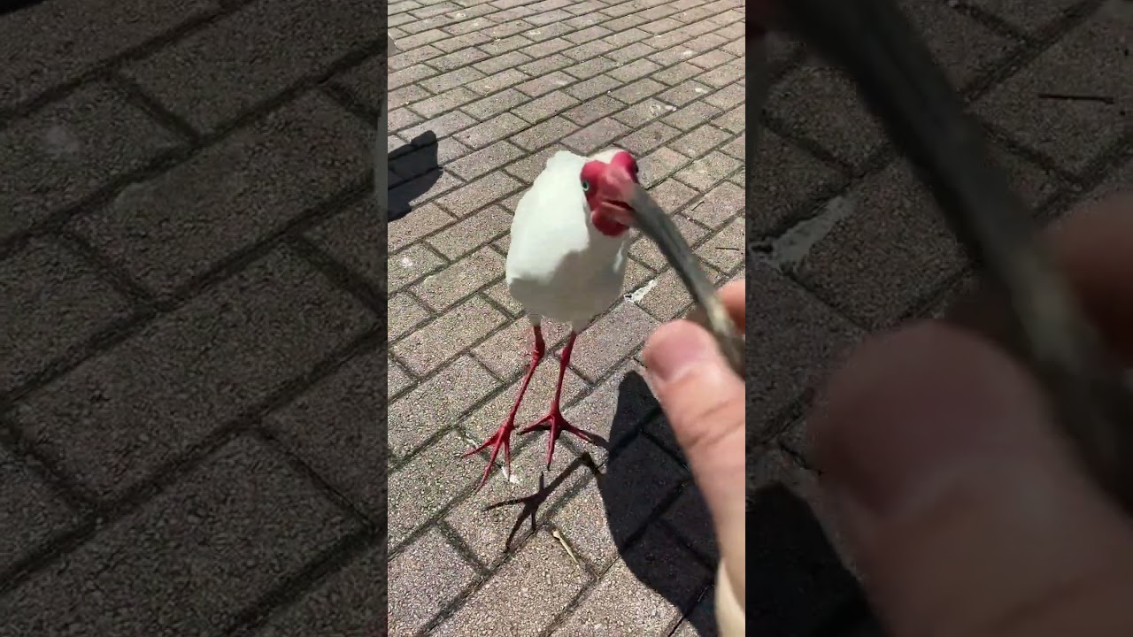 BABY Hand Feeding IBIS! 