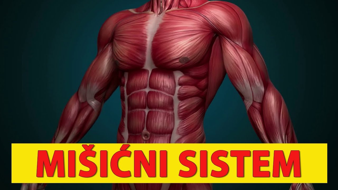 MIŠIĆNI SISTEM - Tema 183 - YouTube