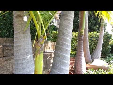 How do you trim a King Palm?