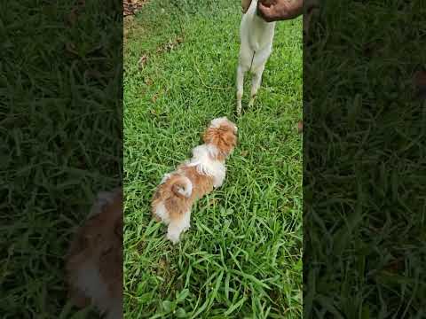 ഇതിപ്പോ ആരടെകുഴപ്പാണ്. ഇങ്ങനെ ഒരു കുരുപ്പ് നിങ്ങൾക് ഉണ്ടോ? #comedy #dog #family #reels #viral #love