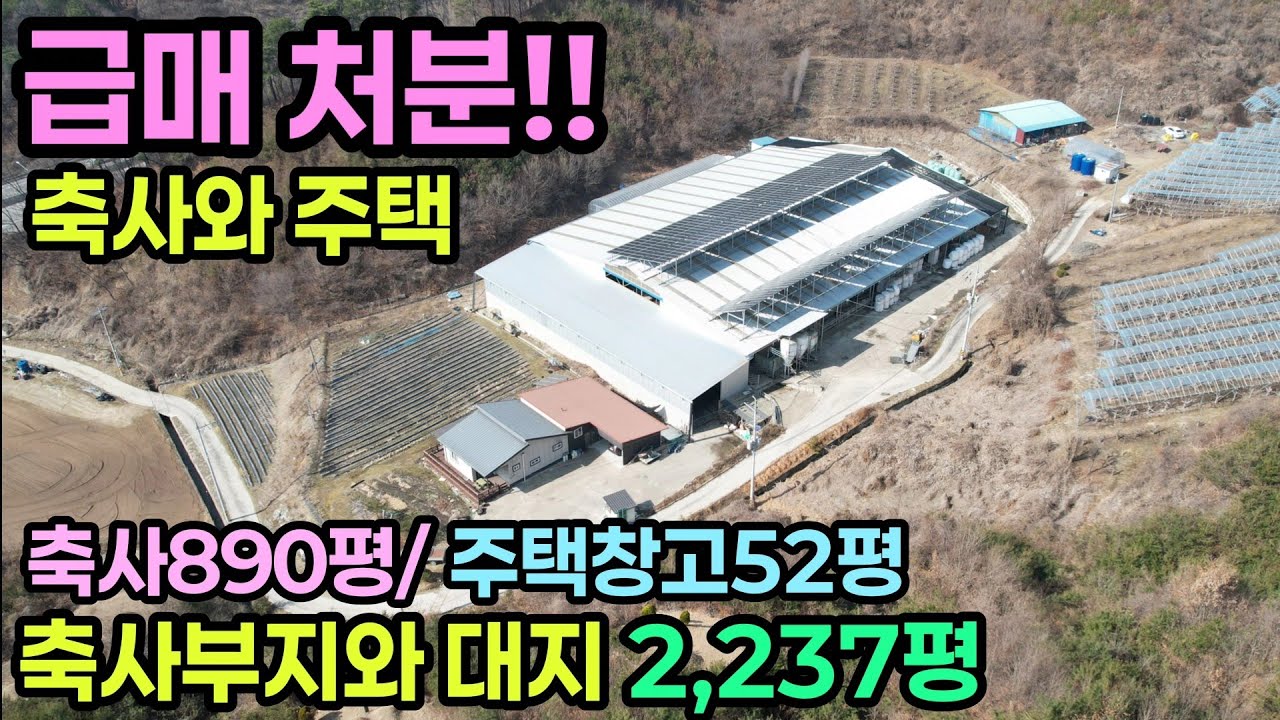 (795번)축사와 주택 눈물의급매!! 산속아늑한 위치 민원,간섭없는곳 몸아파 부득이 매도함.14억 #보은부동산 #충북보은축사매물