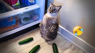Best Cats and Dogs Videos  Funny Animal Moments 2024 #17