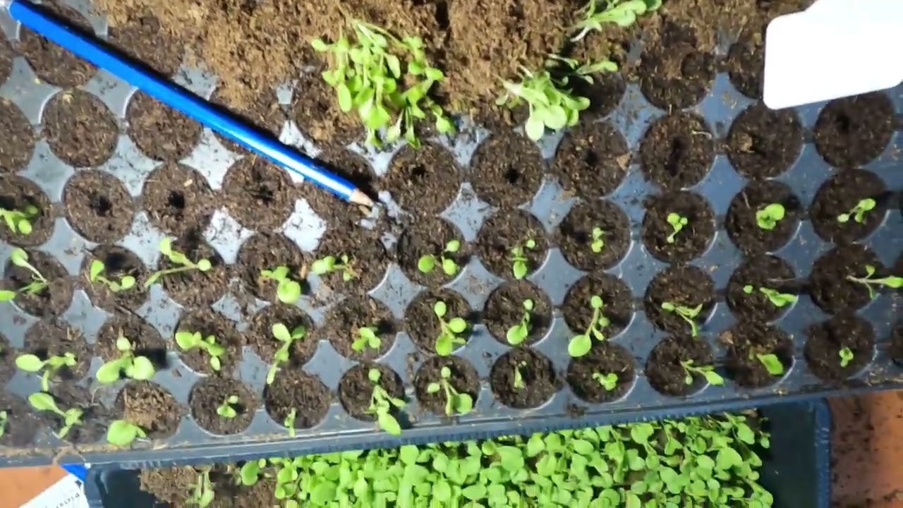 URSACHE REPICĂ PETUNII