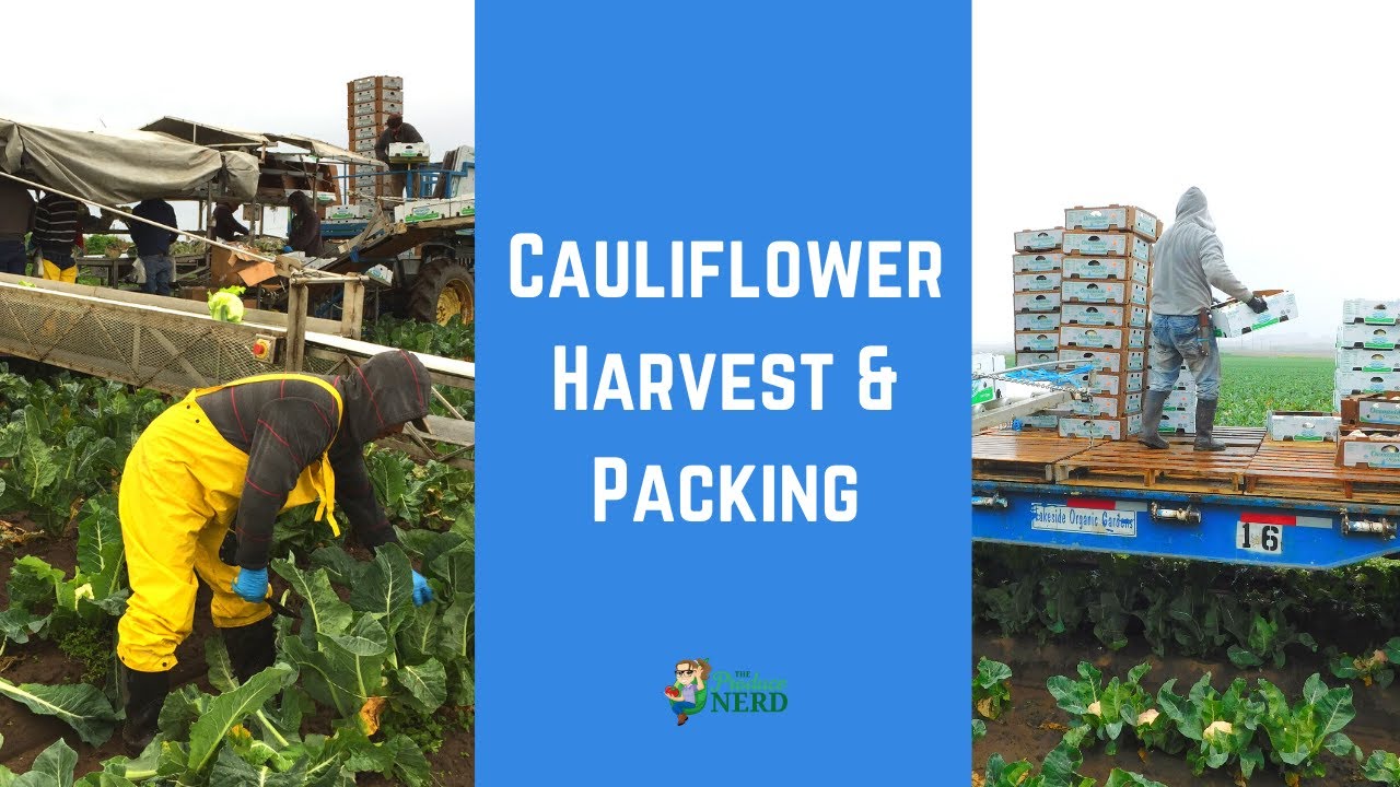 How Cauliflower is Harvested & Packed in the Field YouTube