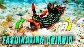 Detailed Observation of a Fascinating Crinoid