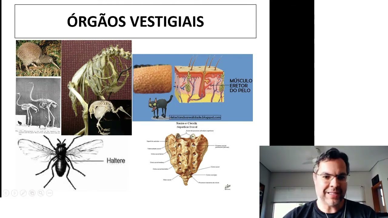 Evidências da Evolução - Parte 1