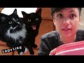 Dog Lover Housesits Cats For The First Time • Jen And Devin