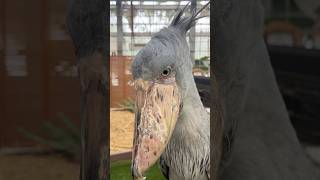 今日のおはようふたば(2026.7.24)【掛川花鳥園公式】