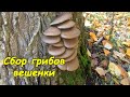 Сбор грибов - вешенки