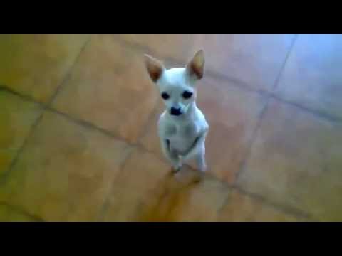 Perrito Chihuahua bailando flamenco "Ana María"