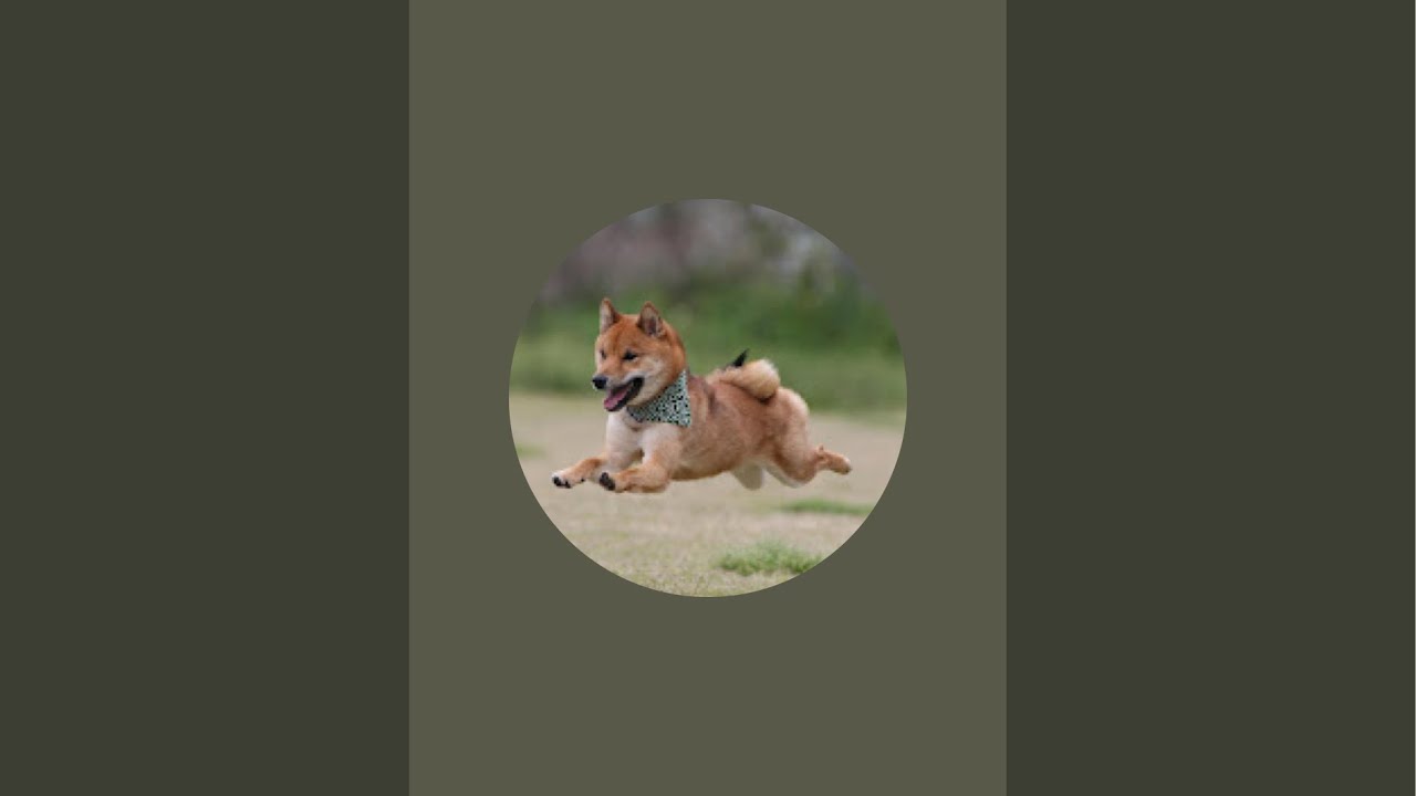 柴犬ロックちゃんねる。 がライブ配信中!