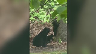 Hungry bear family gets too comfortable in Pittsburgharea community