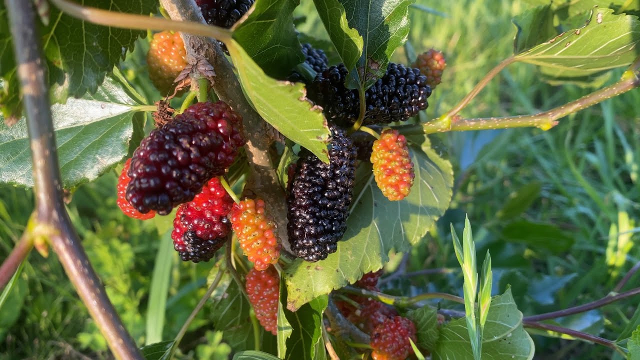 マルベリーの木￼ Mulberry harvest has begun] - YouTube