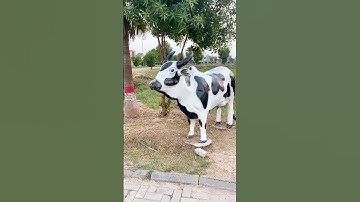 who is good wait for end cow 🐮😂 shorts video