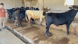 Boqma Buqalar Arzon Joyidan