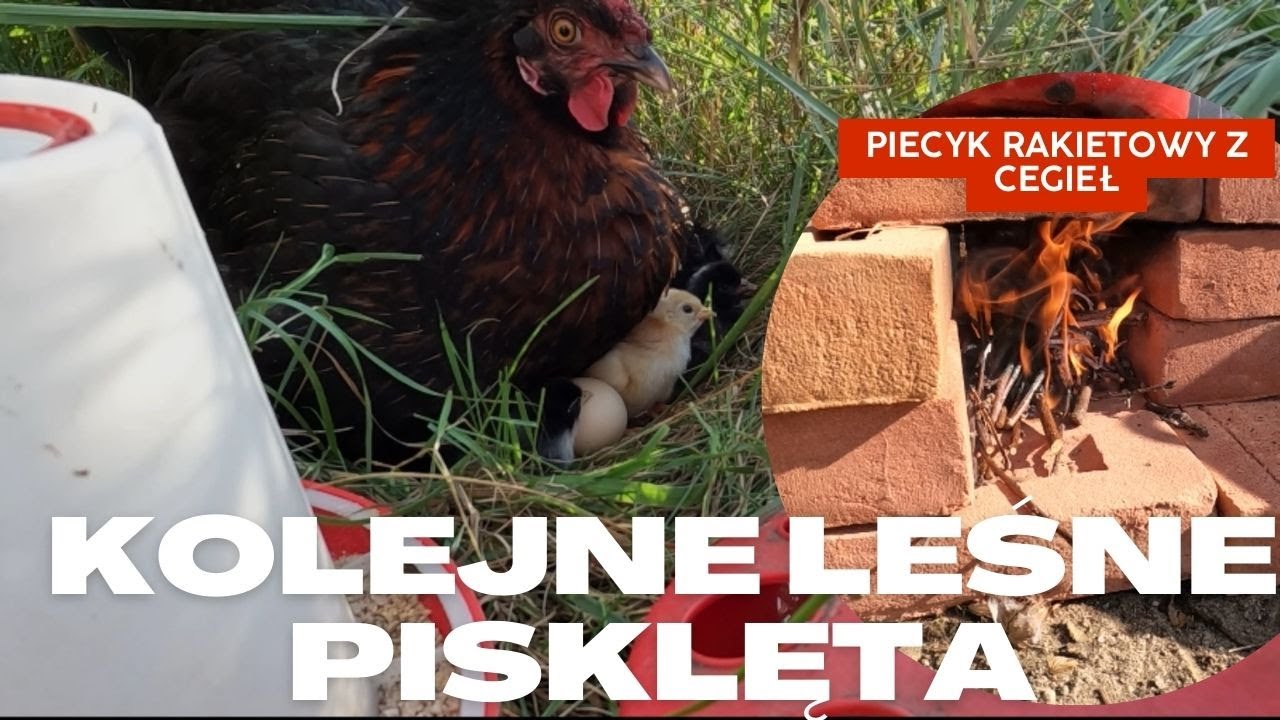 Klęska urodzaju piskląt i kuchenka rakietowa