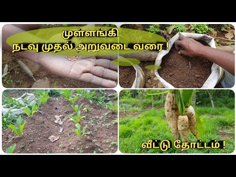 முள்ளங்கி சாகுபடி நடவு முதல் அறுவடை வரை | முள்ளங்கி விவசாயம் | Radish CULTIVATION