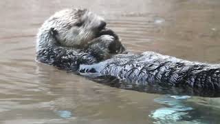 Meet Libby for World Otter Day