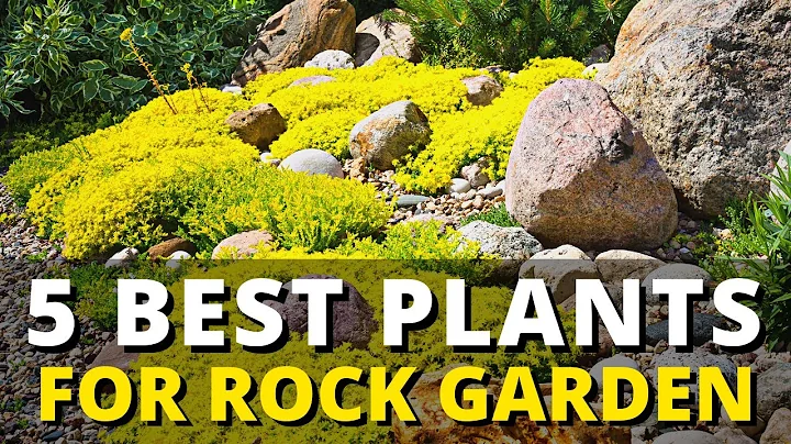 5 Best Plant for Rock Garden 🪨 🏡 Landscaping Ideas for Your Garden 🌼🌻