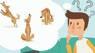 ¿Qué está tratando de decirte tu perro? Datos útiles para comprender mejor a tu perro