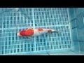 6-4-5 - 14-16” Gin Rin Kohaku Koi