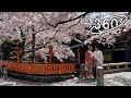360° VR - 京都・祇園白川の桜 / Kyoto Gion Shirakawa Sakura (Cherry Blossoms)