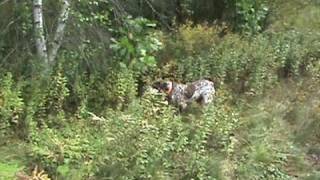 Final bird on fourth day of bird season