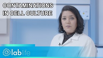 Combatting Contaminations in the Cell Culture Laboratory | lablife.video