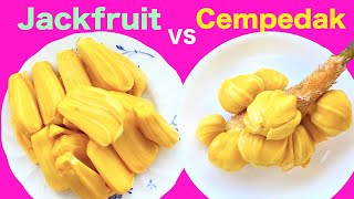 Nangka vs Cempedak : Apa Bedanya?