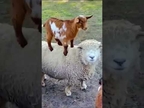    بز گوسفند بزخاله