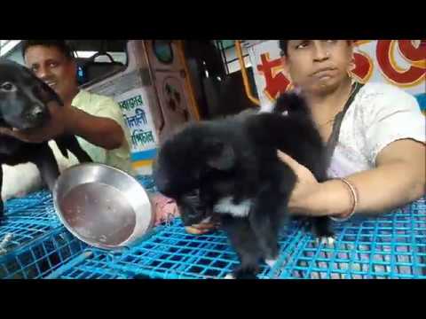 swarun raj See The Puppy Bazar At Galiff Street Pet Market Kolkata l together