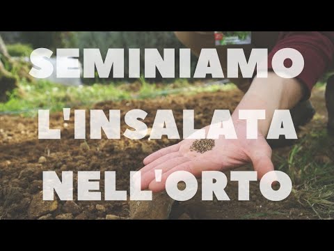 Video: Lattuga Da Semina: Lattuga Da Semina In Piena Estate