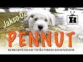 Koirat: Pennut - Uuteen kotiin - jakso 02