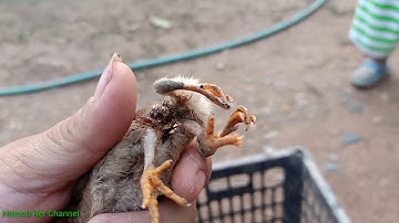 Xov xwm qaib muaj 4 txhais kaw taw 2020