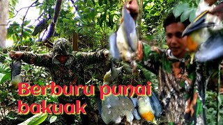 HUNTING PUNAI BAKUAK SAAT POHON BERINGIN BERBUAH//PUNAINYA SEGEDEK PERGAM