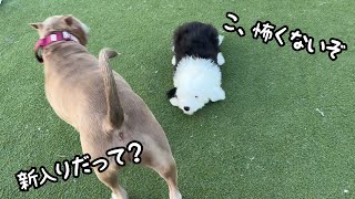 【まさか】あれだけ調子に乗っていた子犬が大型犬に囲まれると態度が急変しましたwオールドイングリッシュシープドッグ&グレートピレニーズ